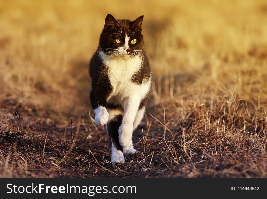 Beautiful spotted cat quickly running through the Sunny spring road in the garden