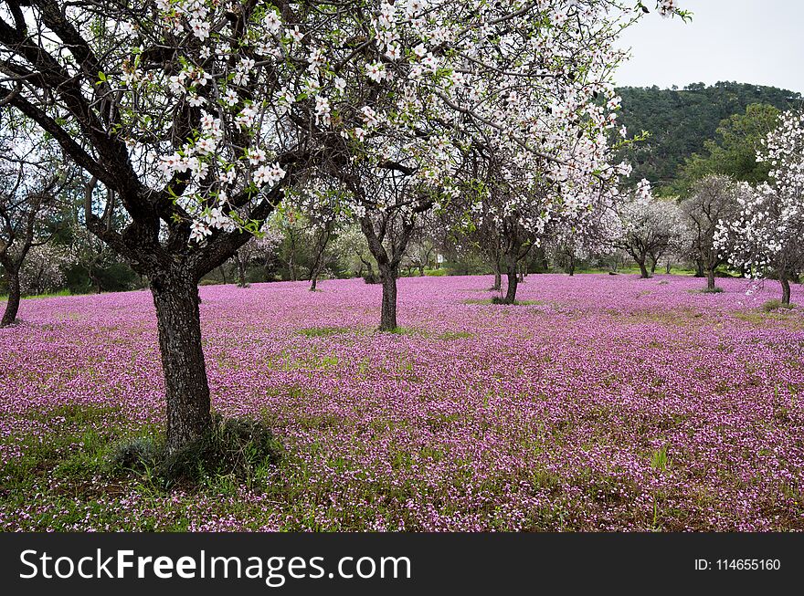 Beautiful field with almond trees full of white blossoms and purple vail of flowers in the ground, early in spring. Beautiful field with almond trees full of white blossoms and purple vail of flowers in the ground, early in spring.