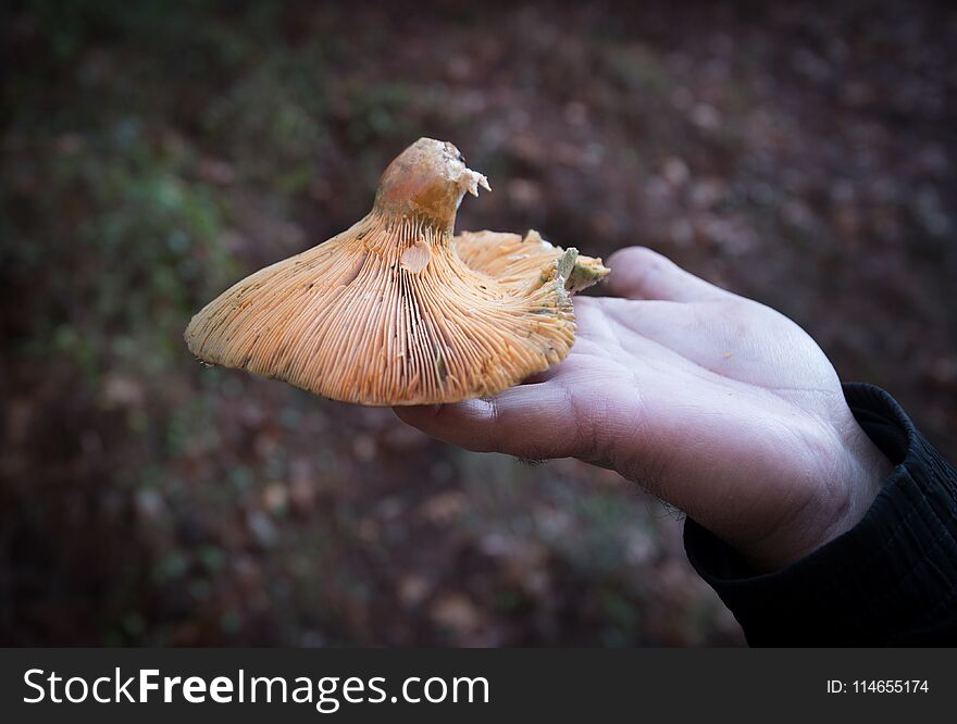 Human hand holding a freshly cut healthy mushroom. Human hand holding a freshly cut healthy mushroom.