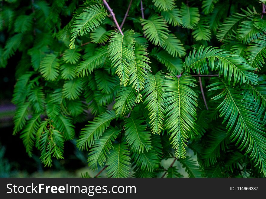 Green Leaves of a tree at Haagse Bos, forest in The Hague, Netherlands, Europe