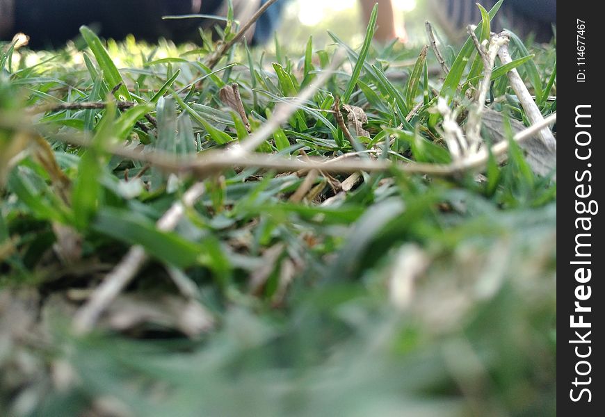 Low-angle Selective Focus Photography of Green Grasses