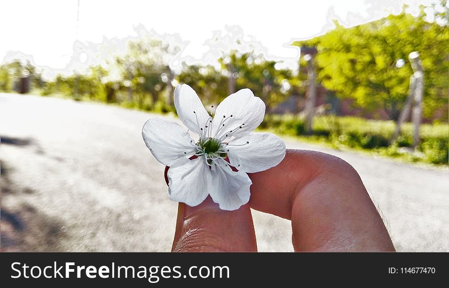 White 6-petaled Flower On Person&x27;s Hand
