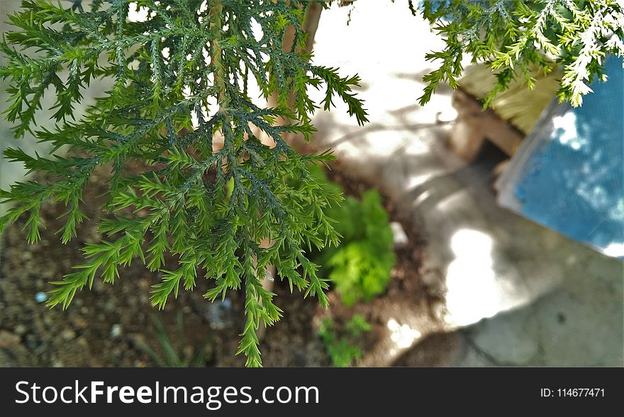 Green Leaf Plant