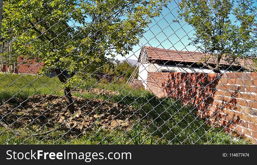 Green Outdoor Tree