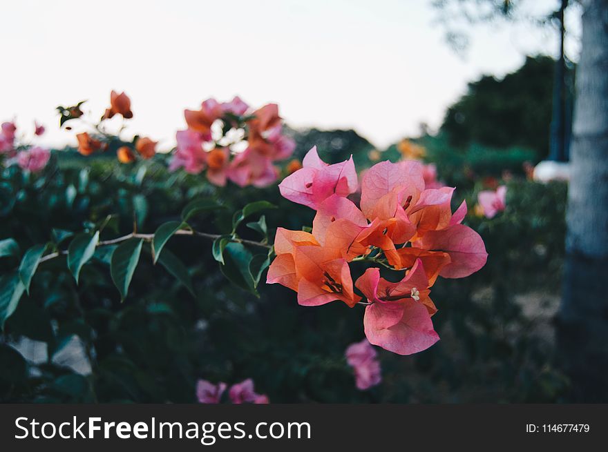 Selective Focus Photography of Pink Bougainvillea Flower