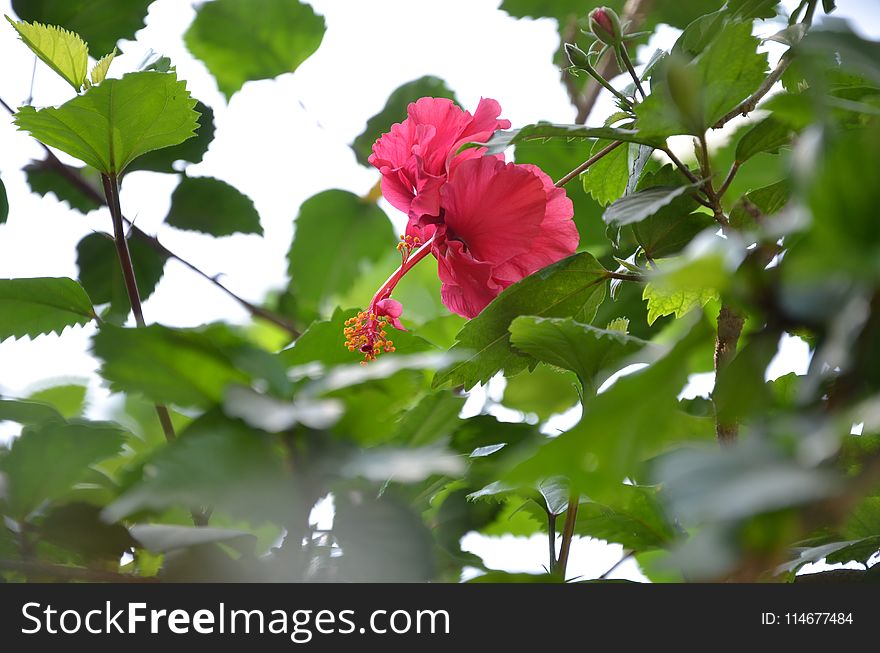 Pink Hibiscus Flower