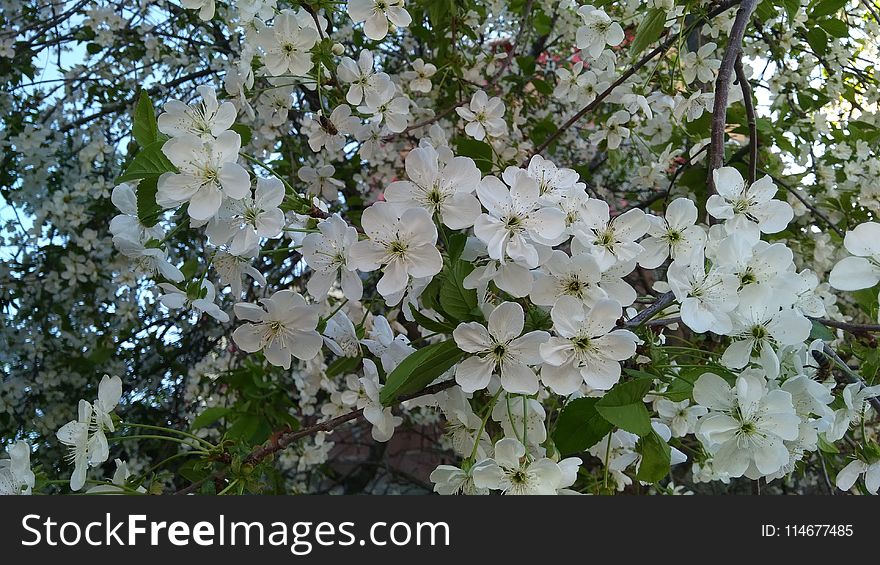 White Petaled Flowers at Daytime