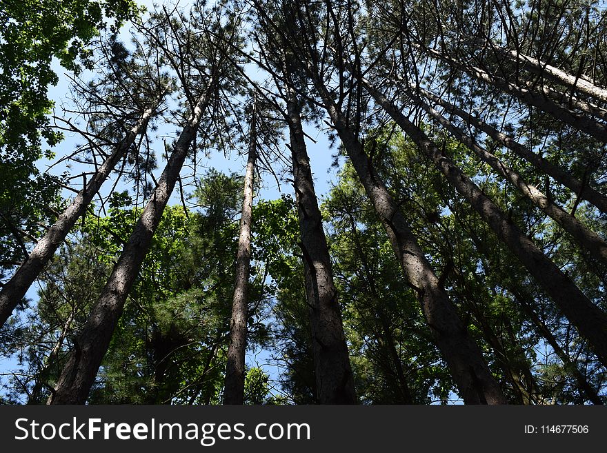 Low Angle Photography of Trees