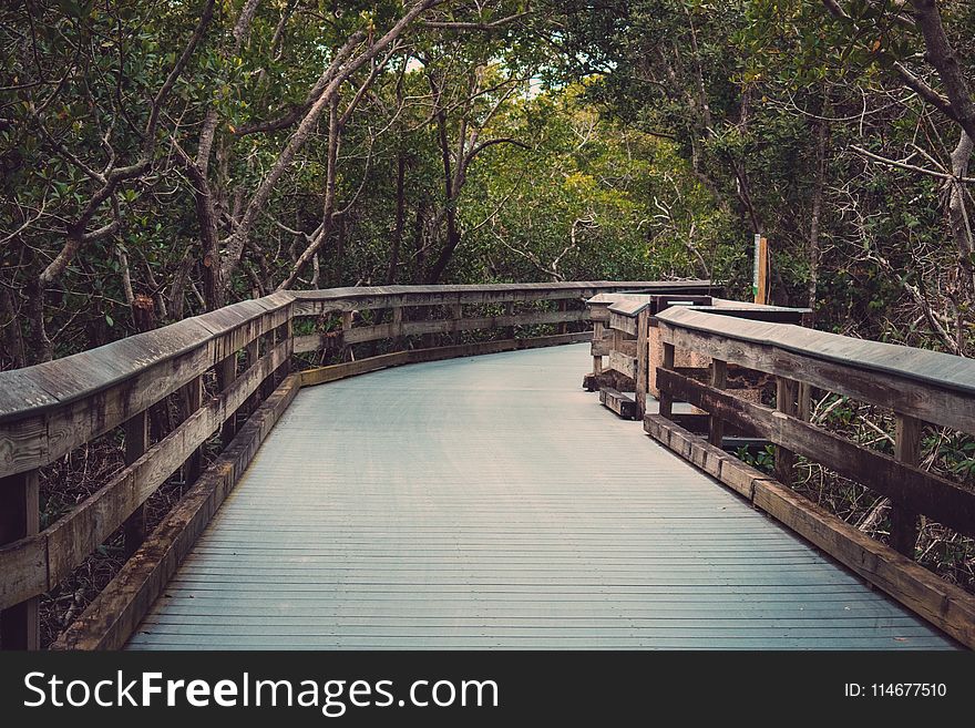 Photography of Wooden Bridge Near Trees