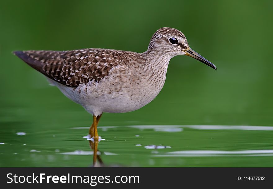 Close-Up Photography of Willet Bird on Water