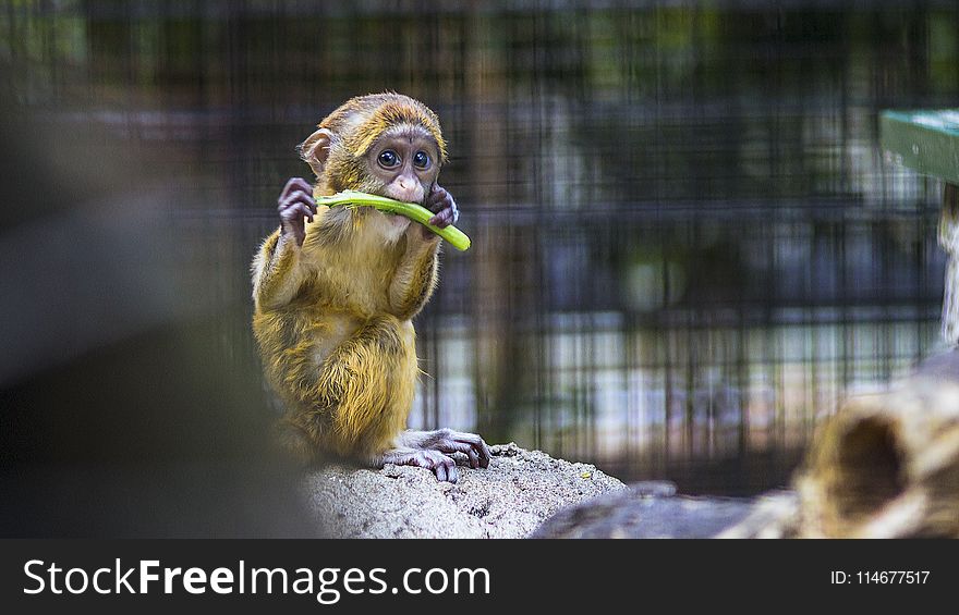 Photography of a Baby Monkey Eating Vegetable