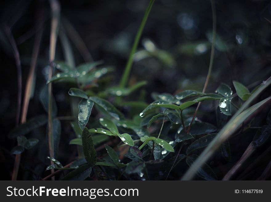 Selective Focus Photography of Wet Leaves