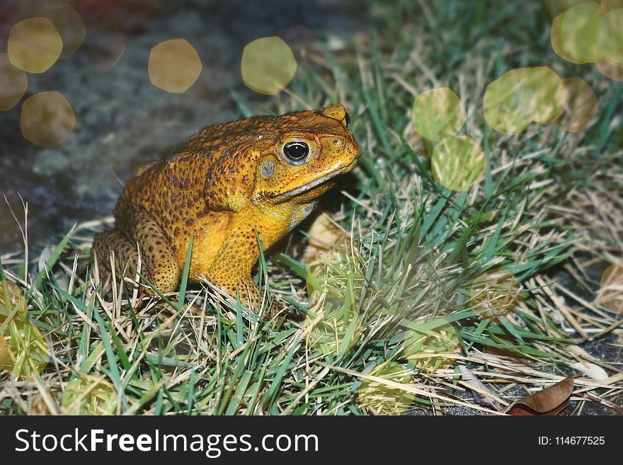 Close-Up Photography of Frog On Grass