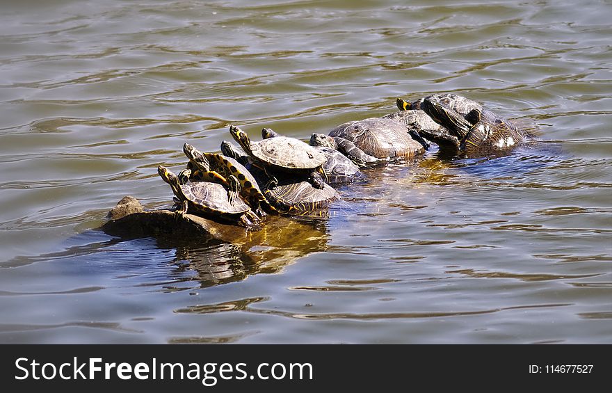 Photo of Group of Turtle on Water