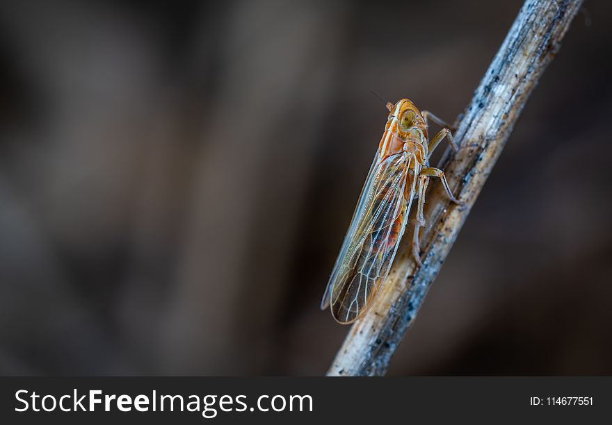 Closeup Photo of Brown and Gray Cicada on Twig