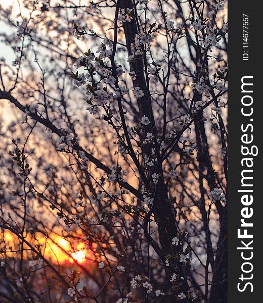 Photography of Cherry Blossom Flowers During Sunset