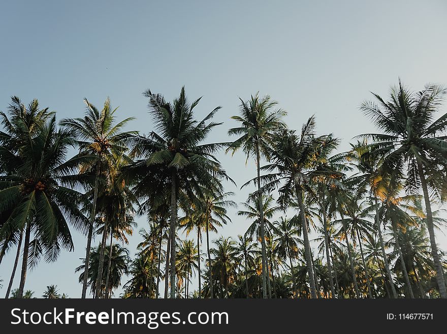 Coconut Trees Under Blue Sky at Daytime