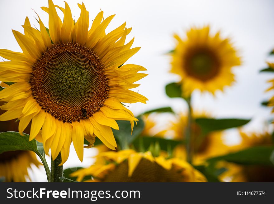 Macro Photography of Sunflower