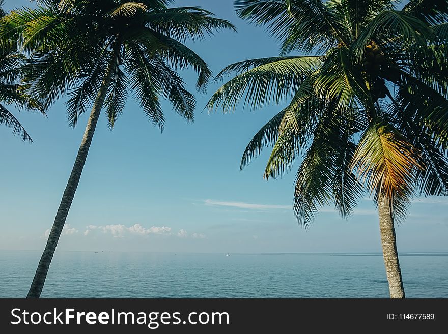 Two Coconut Trees Near Sea