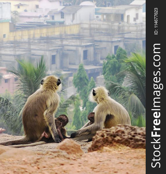 Four Monkeys Sitting on Soil Watching Houses and Palm Trees