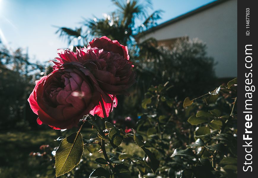 Two Pink Petaled Roses