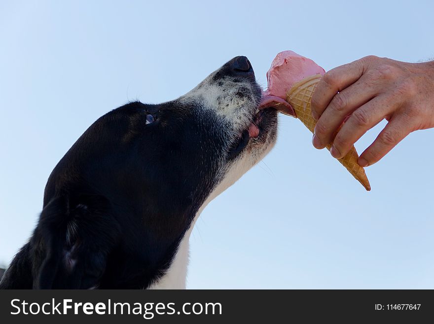 Dog Licking Ice Cream