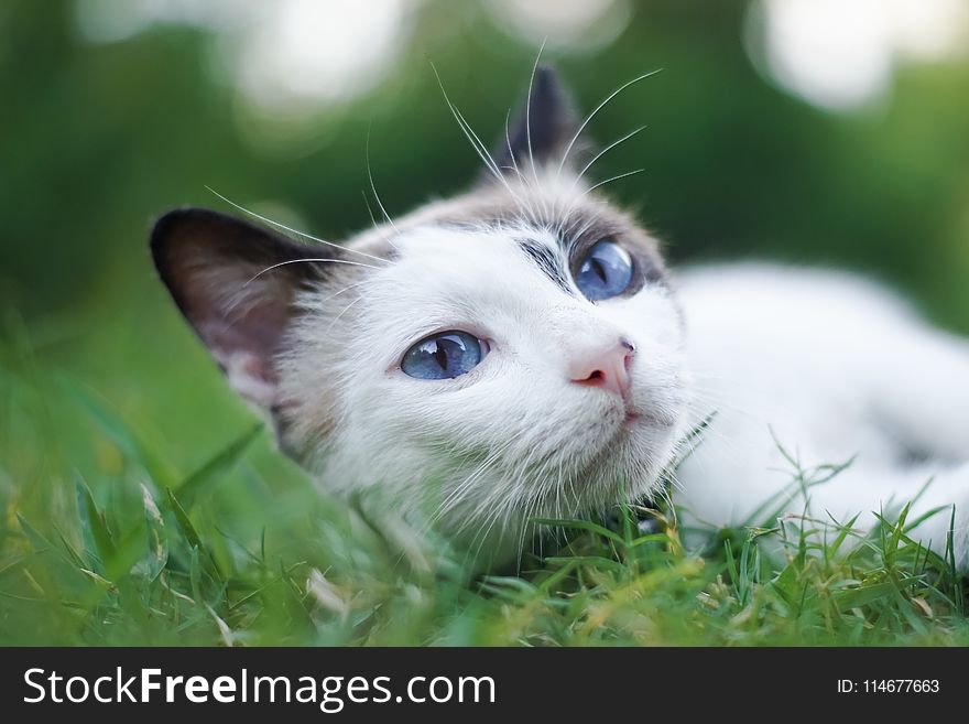 Cat On Grass