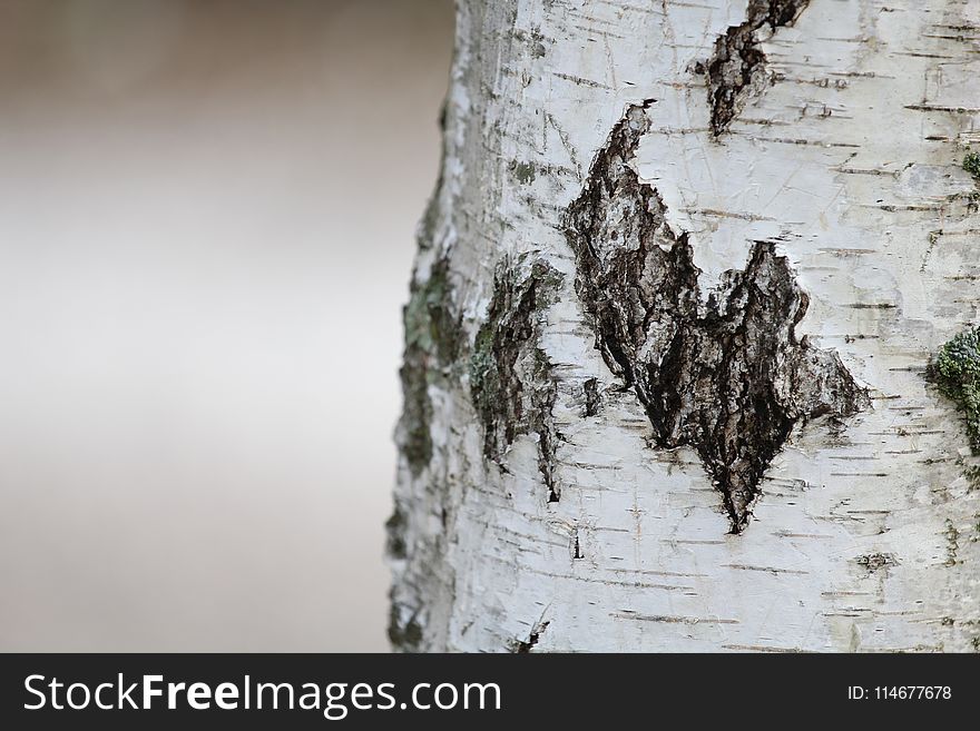 Tree Trunk