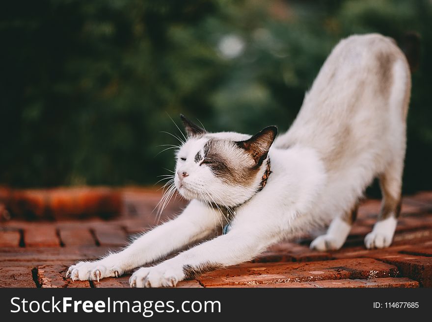 Stretching White Cat