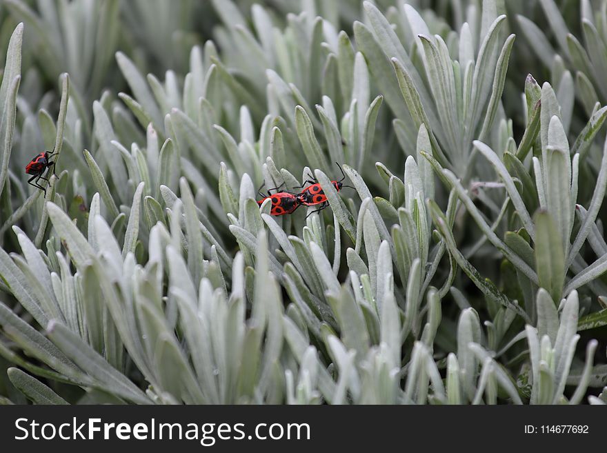 Firebugs Mating