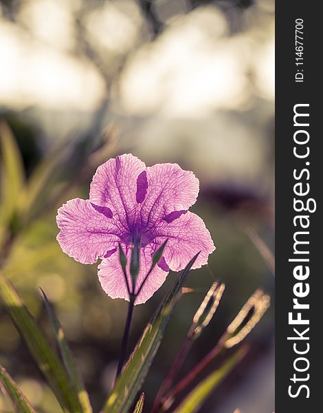 Purple Petaled Flower