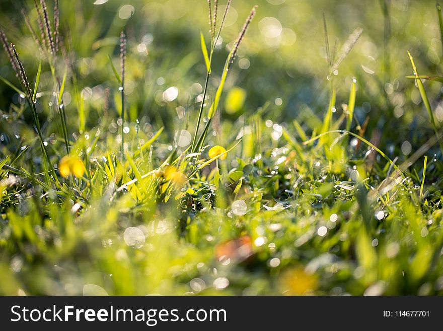 Close-up Photography Of Green Grass