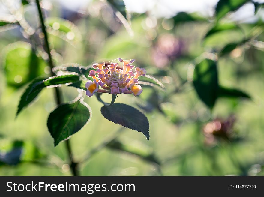 Clustered Flowers