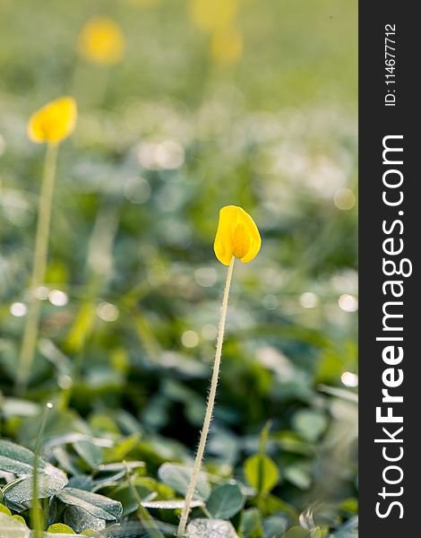 Selective Focus Photography Of Yellow Petaled Flower