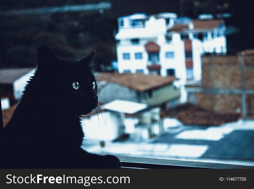 Black Cat Beside Window