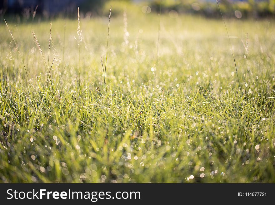 Green Lawn