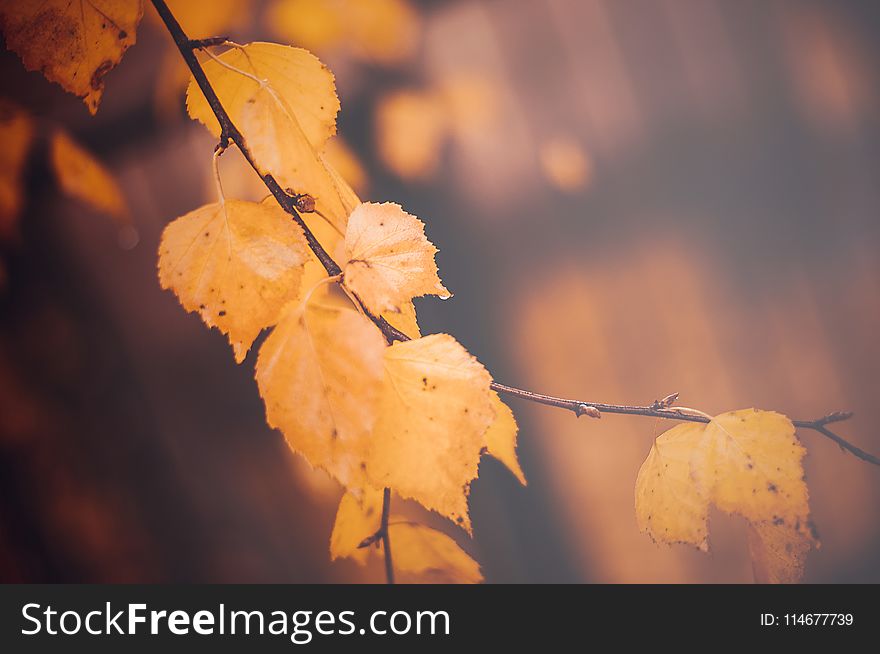 Shallow Focus Photography Of Brown Leaves