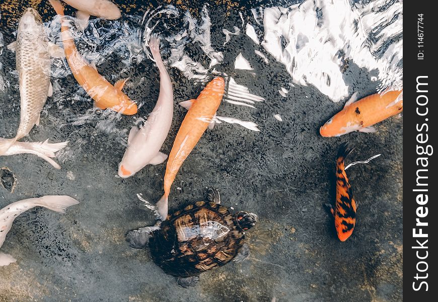 Koi Fish And Turtle