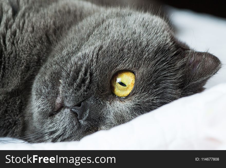 Close Up Photo Of Black Cat