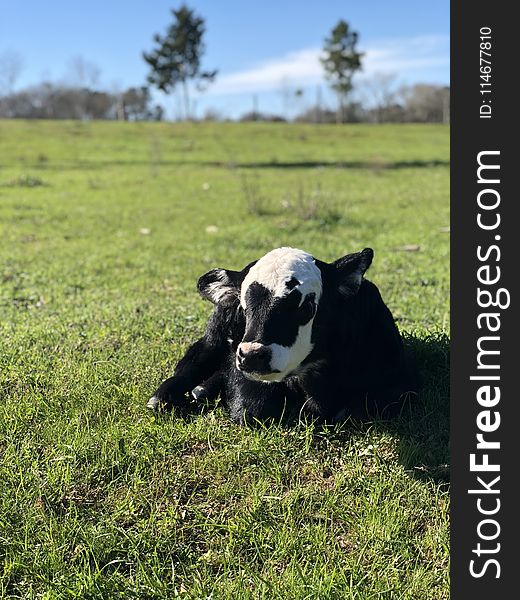 Black And White Calf On Green Grass Field