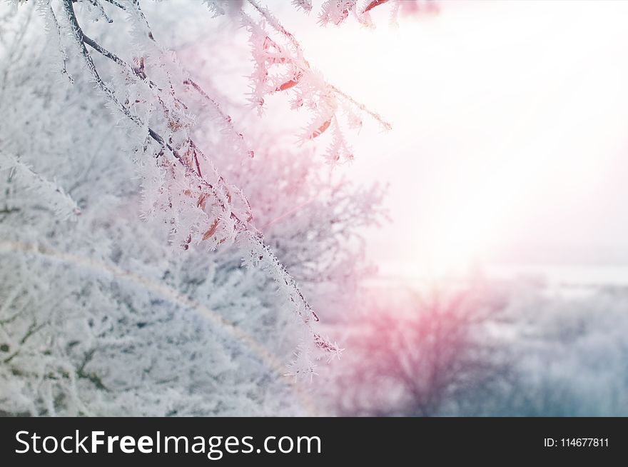 Snow Covered Tree