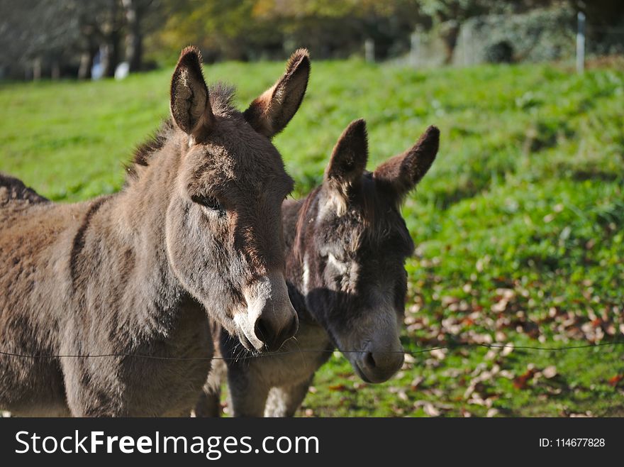 Two Brown Donkeys