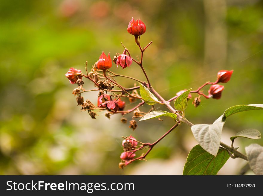 Selective Focus Photography of Red Petaled Flower