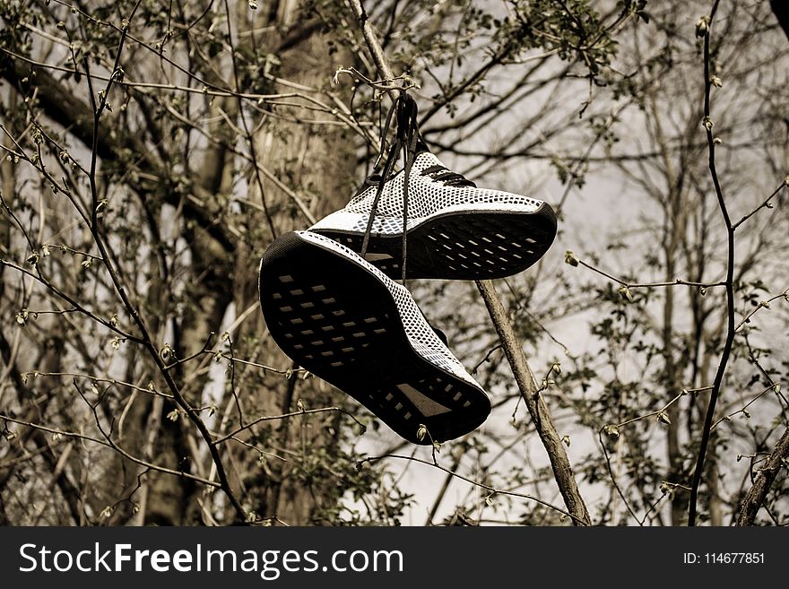 Pair Of Grey Low-top Sneakers Hanged On Tree