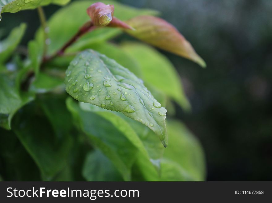 Shallow Focus Photography of Leaf With Water Droplets