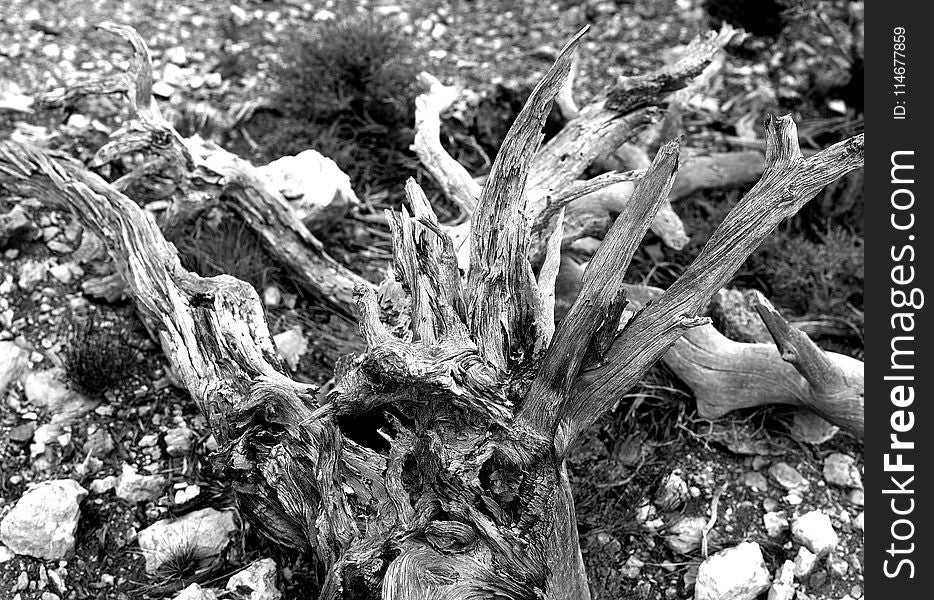 Grayscale Photography of Driftwood