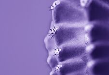 Macro Photo Of Ultraviolet Cactus And Spines . Close Up Stock Images