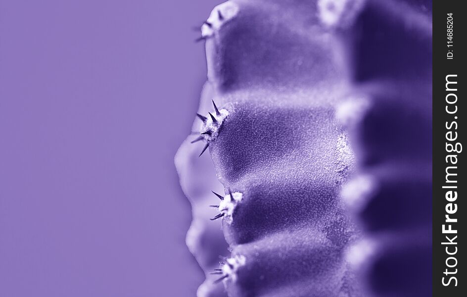Macro photo of ultraviolet cactus and spines . close up