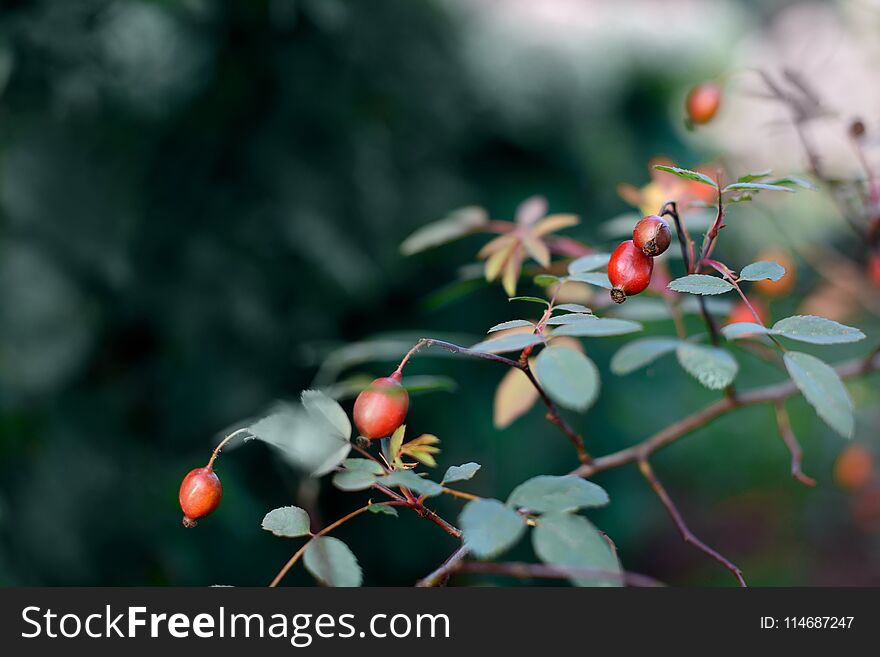 Barberry branch with red ripe berries