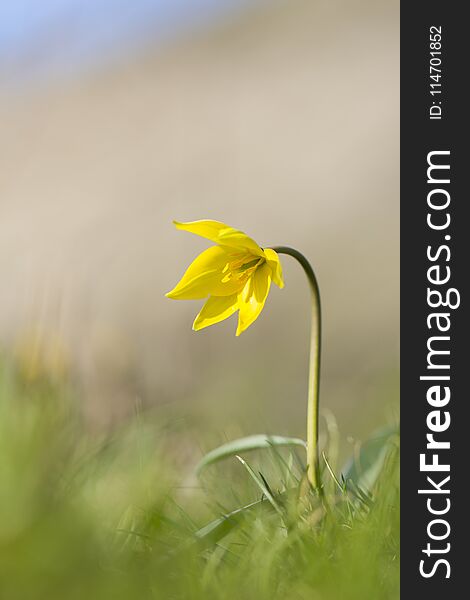 Wild tulip Biberstein spring yellow sun bright flower